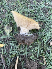 Clitocybe praemagna