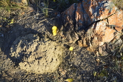 Bergeranthus multiceps