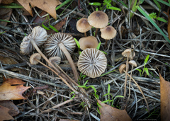 Mycena olivaceomarginata