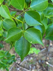 Amyris elemifera