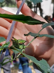 Sphenarium purpurascens