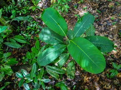 Angiospermae