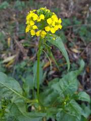 Rhamphospermum arvense