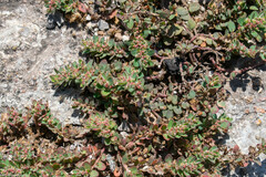 Euphorbia velleriflora