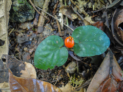 Angiospermae