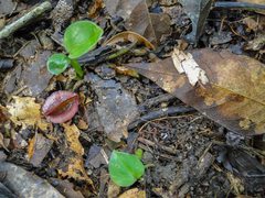 Angiospermae