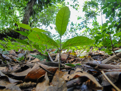 Angiospermae