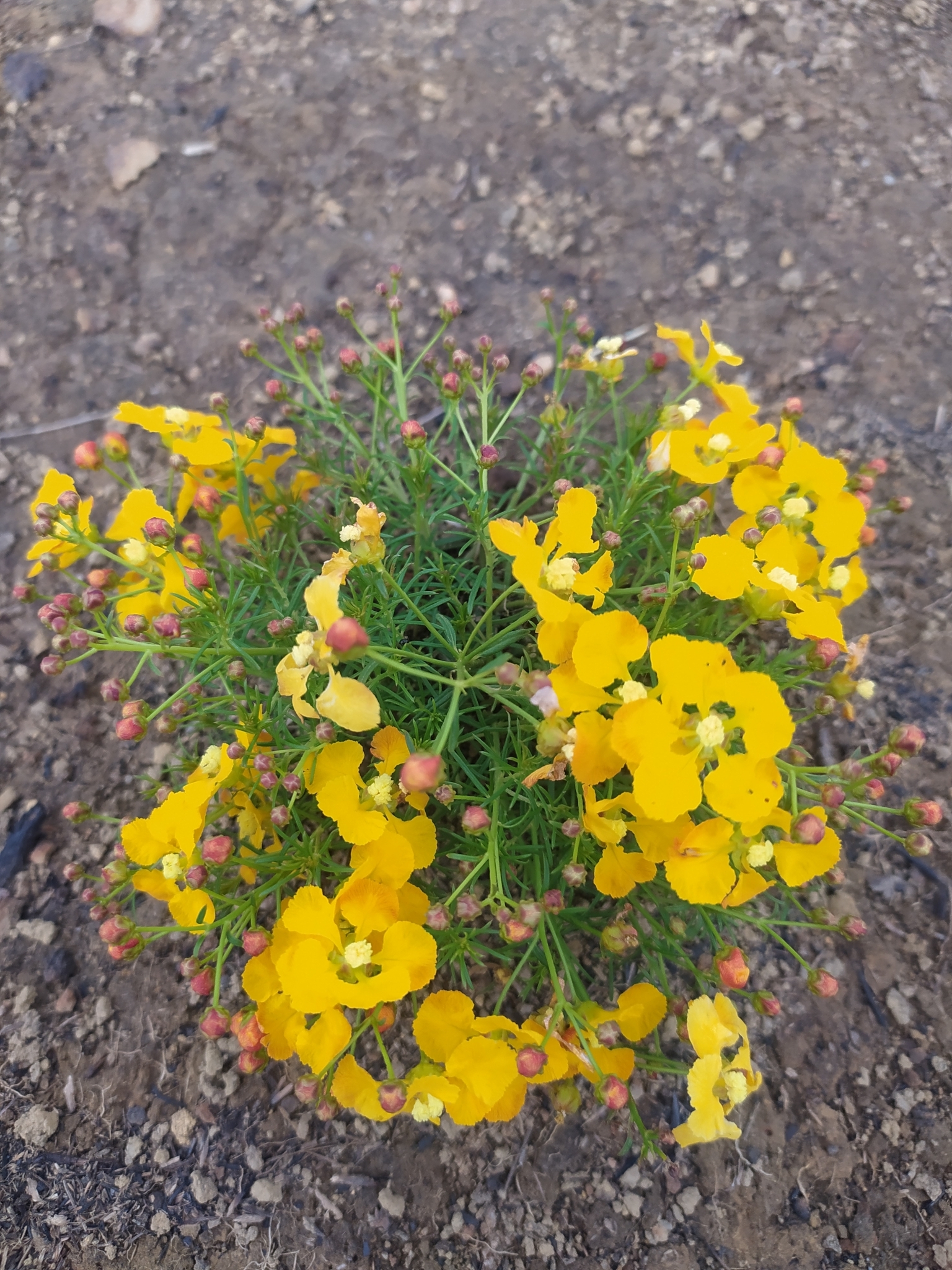 Camarea ericoides