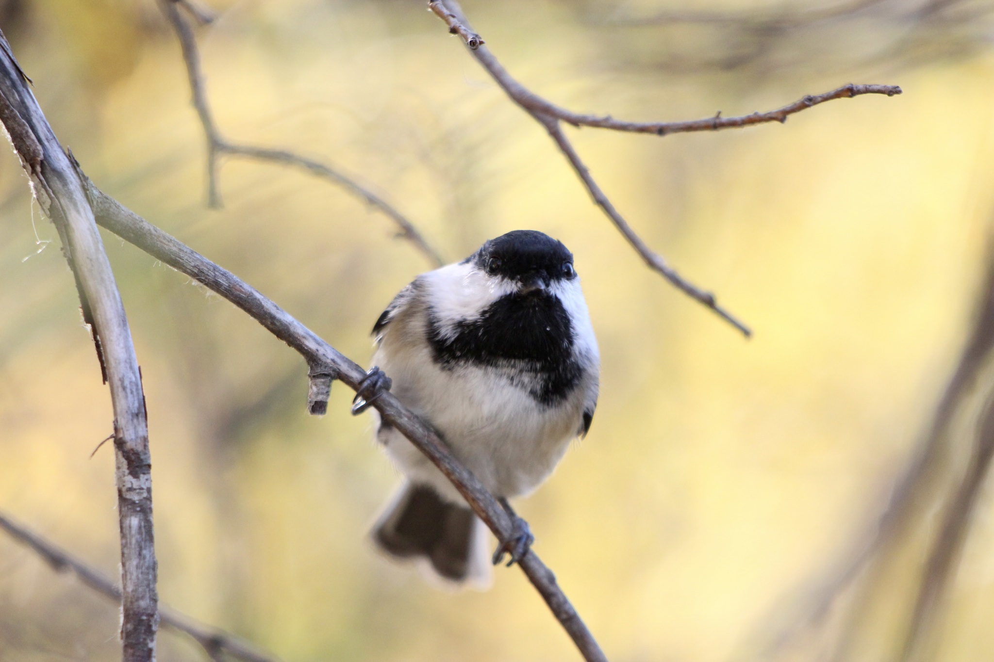 Black-capped Chickadee