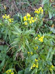 Rhamphospermum arvense