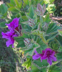 Pelargonium cucullatum