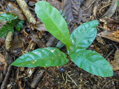Angiospermae