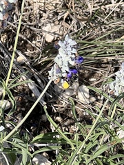 Salvia farinacea