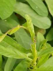 Convolvulus arvensis
