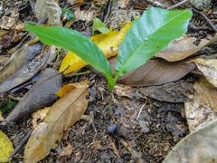Angiospermae