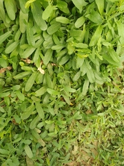 Convolvulus arvensis