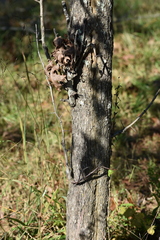 Crataegus phaenopyrum
