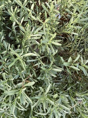 Dyschoriste linearis