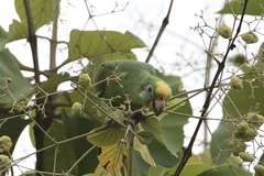 Amazona ochrocephala