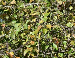 Crataegus phaenopyrum