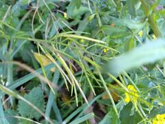 Rhamphospermum arvense