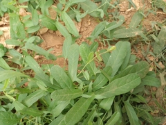 Convolvulus arvensis