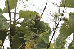 Amazona ochrocephala
