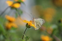 Ascia monuste monuste