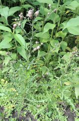Cirsium arvense