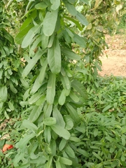 Convolvulus arvensis