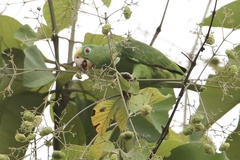 Amazona ochrocephala
