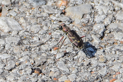 Cicindela tranquebarica
