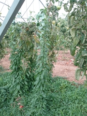 Convolvulus arvensis