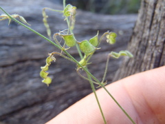 Desmodium procumbens exiguum