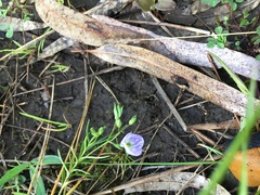 Veronica gracilis