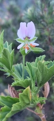 Pelargonium scabrum