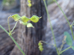 Desmodium procumbens exiguum
