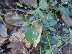 Desmodium procumbens exiguum