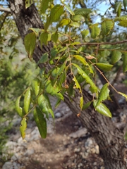 Juglans major
