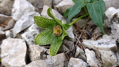 Gonolobus incerianus