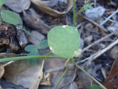 Desmodium procumbens exiguum