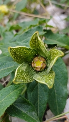 Gonolobus incerianus