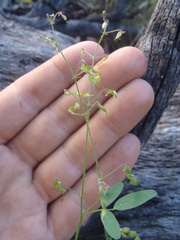 Desmodium procumbens exiguum