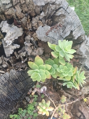 Sedum palmeri