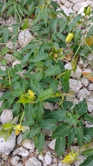 Gonolobus incerianus