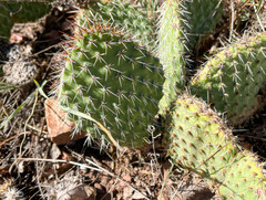Opuntia polyacantha