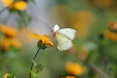 Ascia monuste monuste