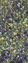 Diosma hirsuta