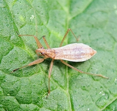Nabis limbatus