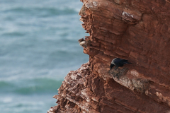 Corvus cornix × corone